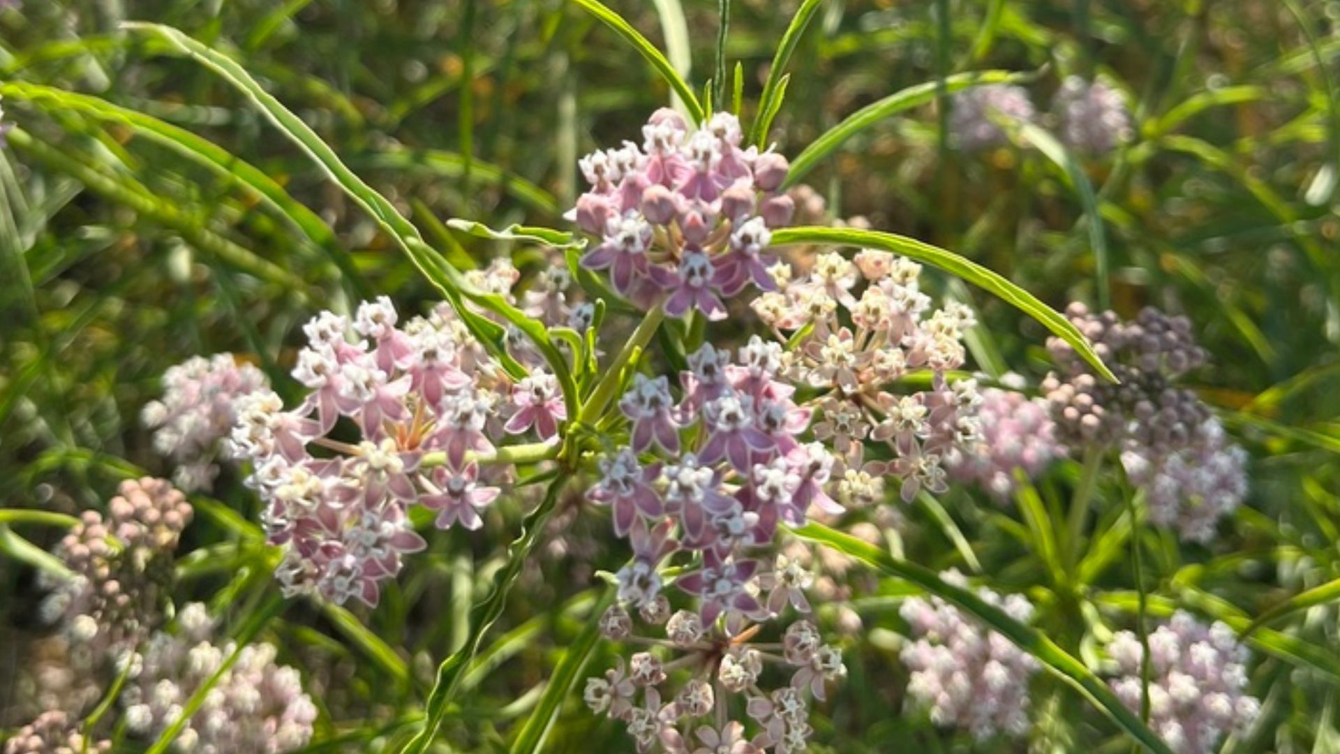 narrowleaf milkweed in bloom