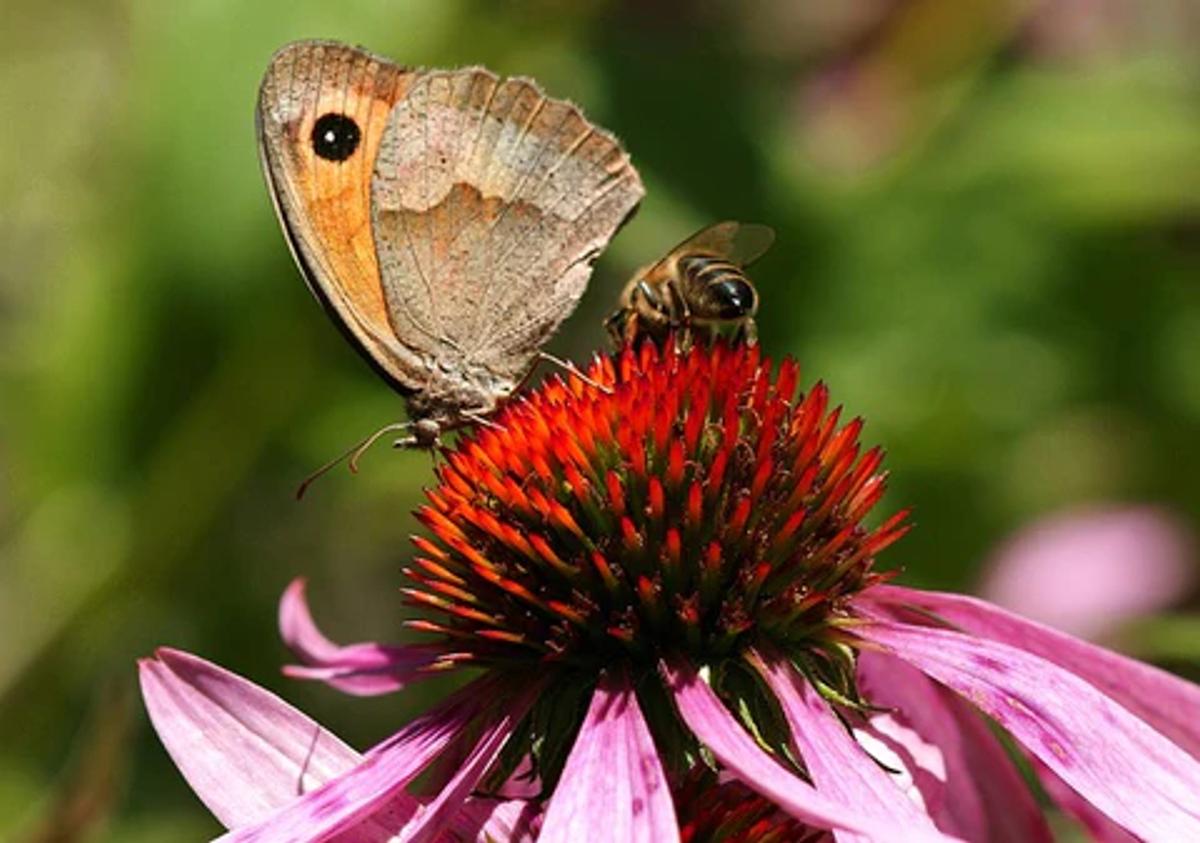 A butterfly and a bee on a coneflower