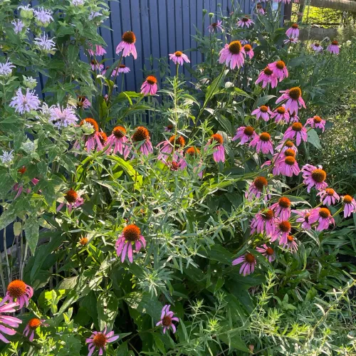 a home with bright purple coneflowers in full bloom