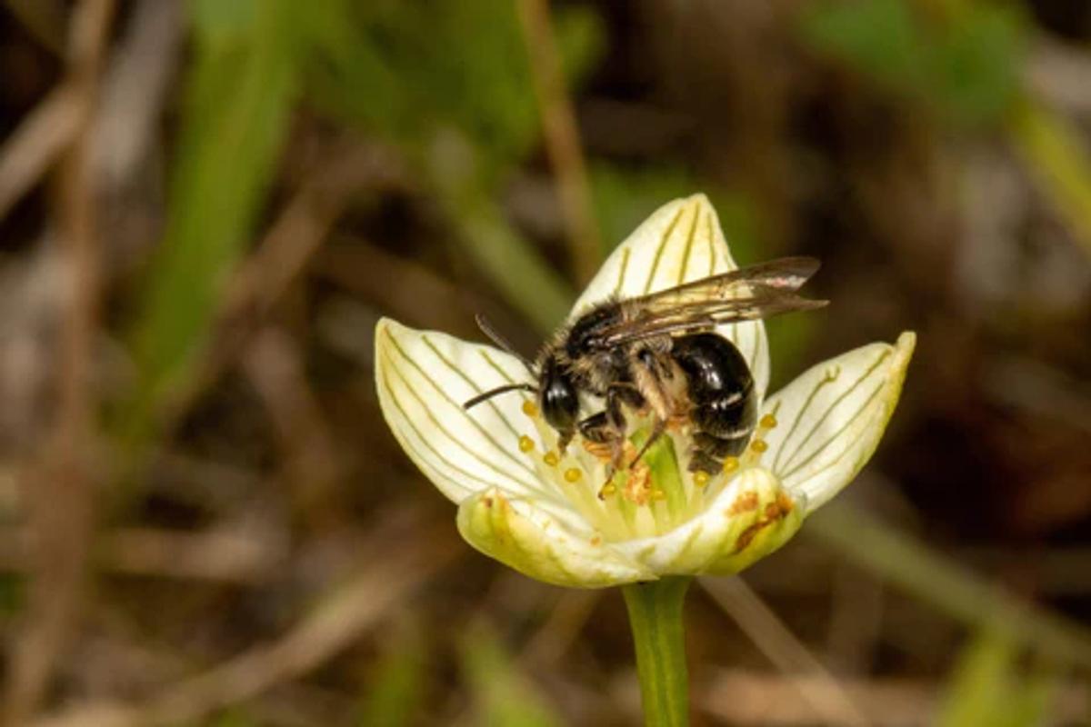 miner bee on white flower