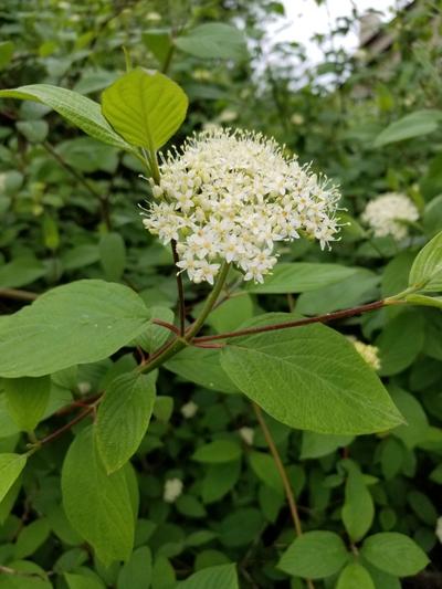 Close-up of Red-Osier Dogwood