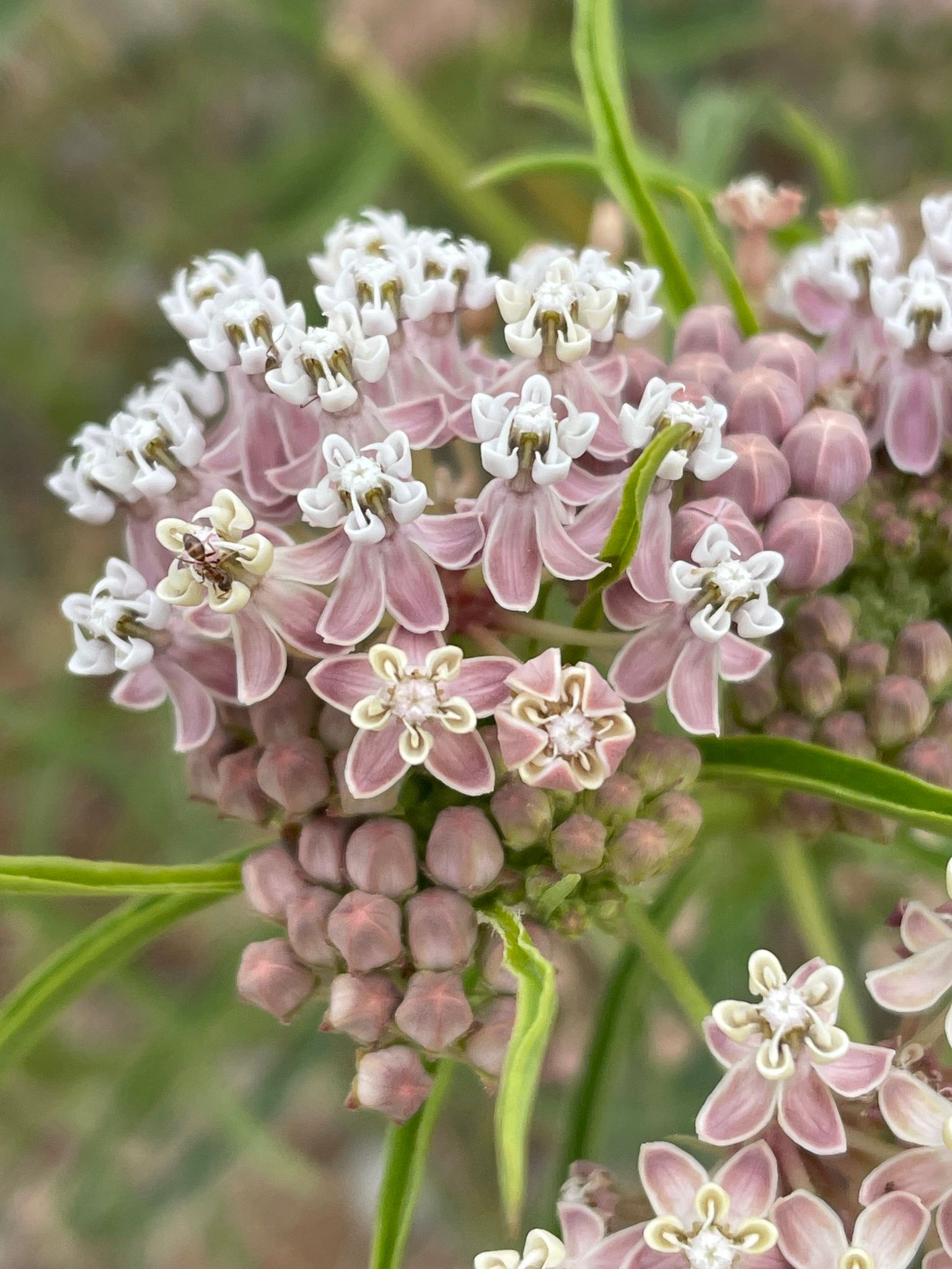 Close-up of Narrowleaf Milkweed