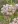 Close-up of Narrowleaf Milkweed