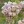 Close-up of Narrowleaf Milkweed
