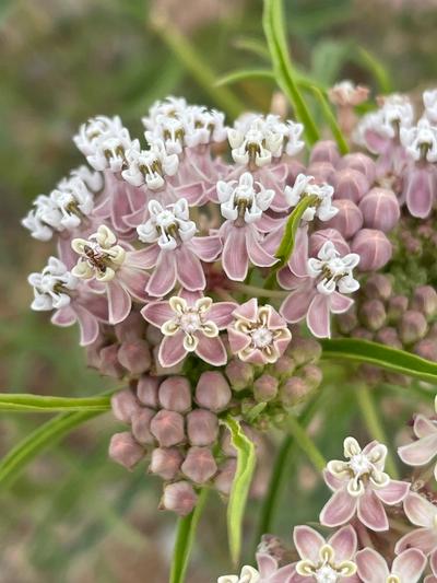 Close-up of Narrowleaf Milkweed