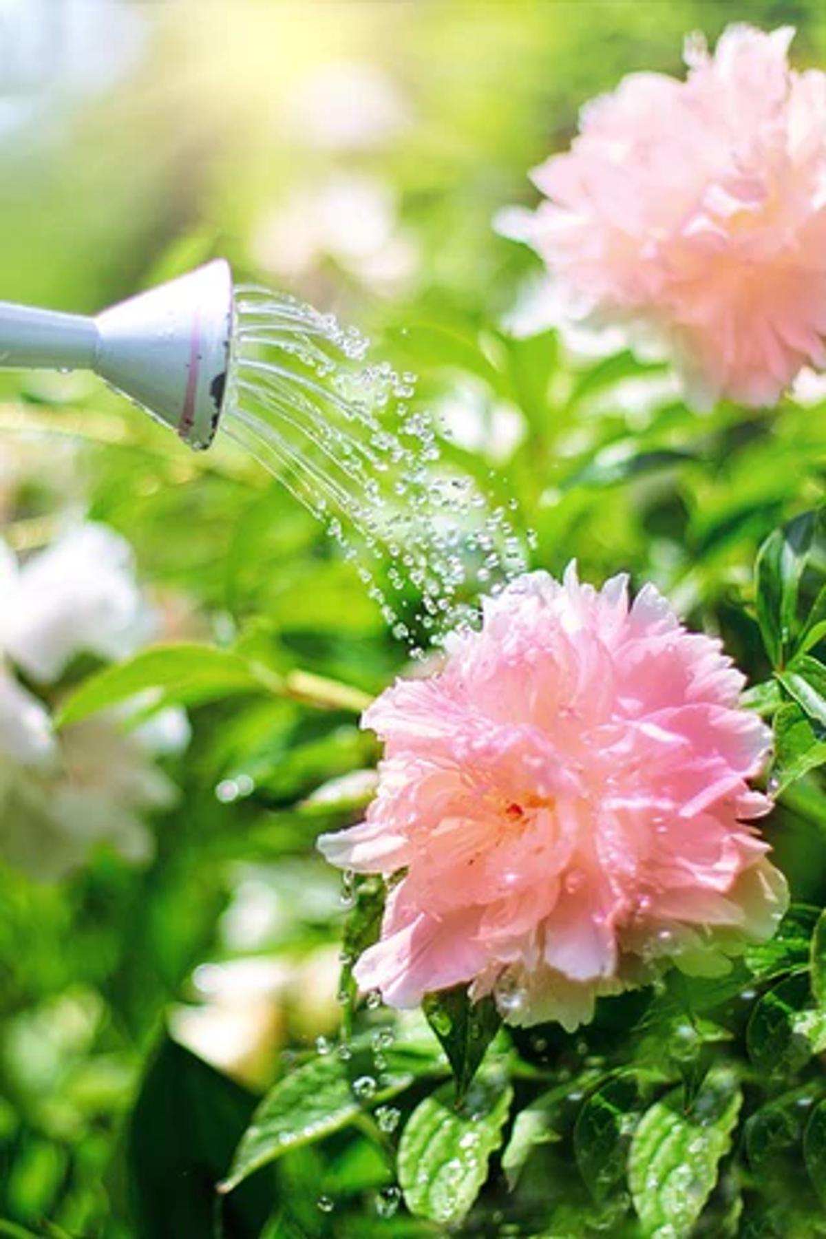 a watering can watering pink peonies
