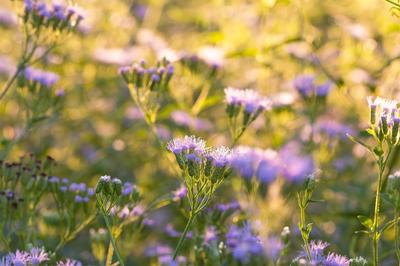 Close-up of Palmleaf Mistflower