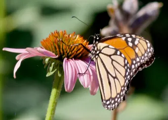 monarch butterfly feeeding on purple coneflower 