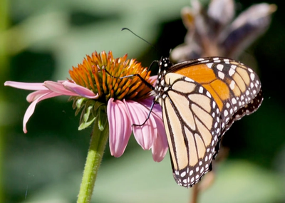 monarch butterfly feeeding on purple coneflower