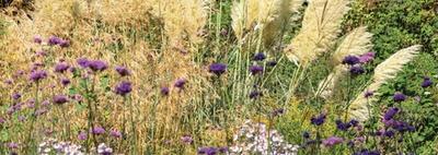 Native Flowers and Native Grasses