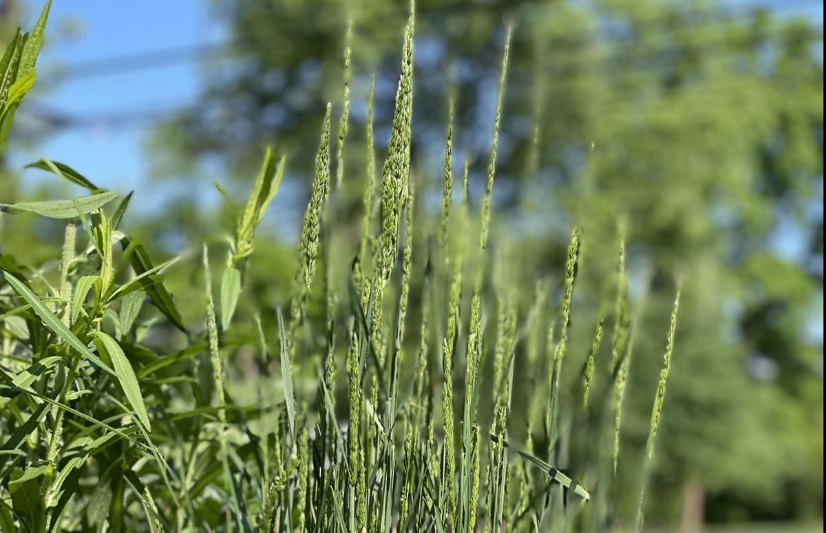tops of june grass