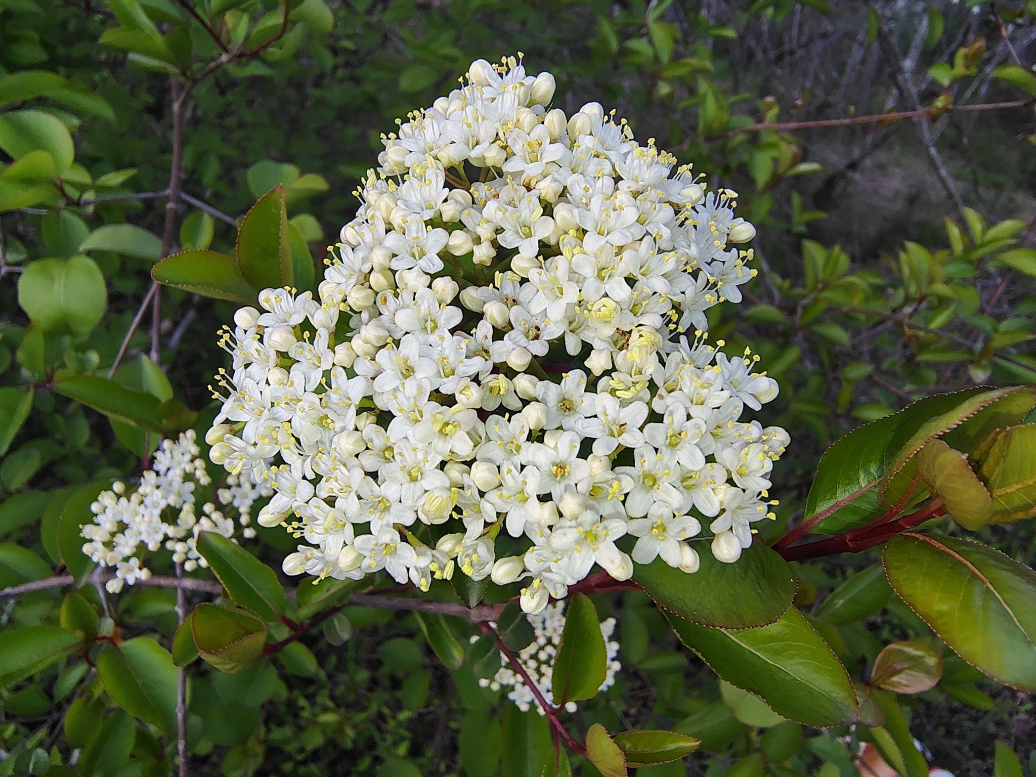 Close-up of Blackhaw Viburnum