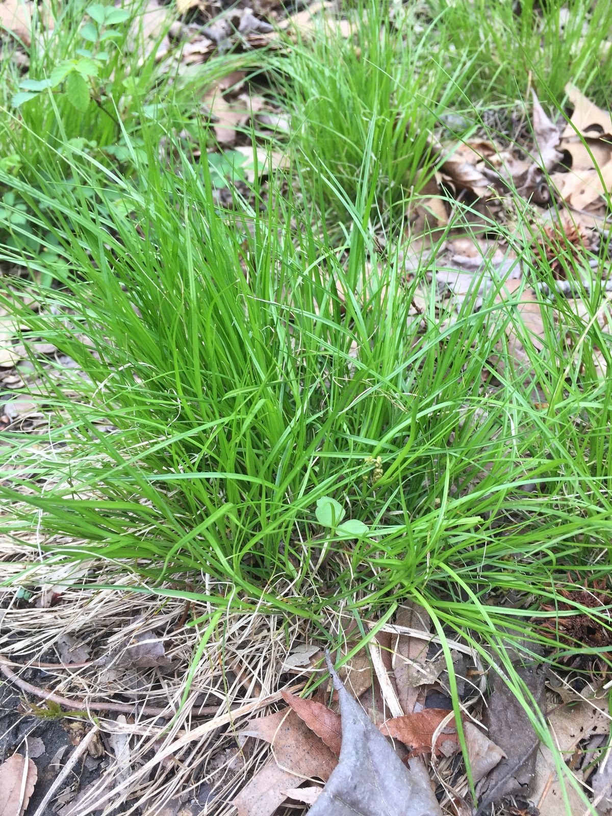 Shade Brigade Perennial Native Plants Collection [48 Plants] My Home Park