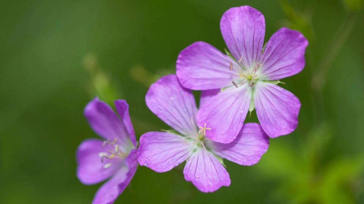 Close up of Wild Geranium
