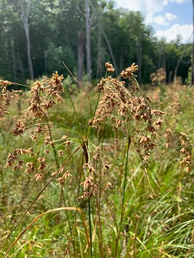 Close-up of Woolgrass