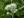Close-up of Rattlesnake Master