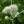 Close-up of Rattlesnake Master