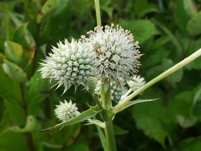 Close-up of Rattlesnake Master