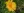 Close-up of Lanceleaf Coreopsis