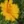 Close-up of Lanceleaf Coreopsis