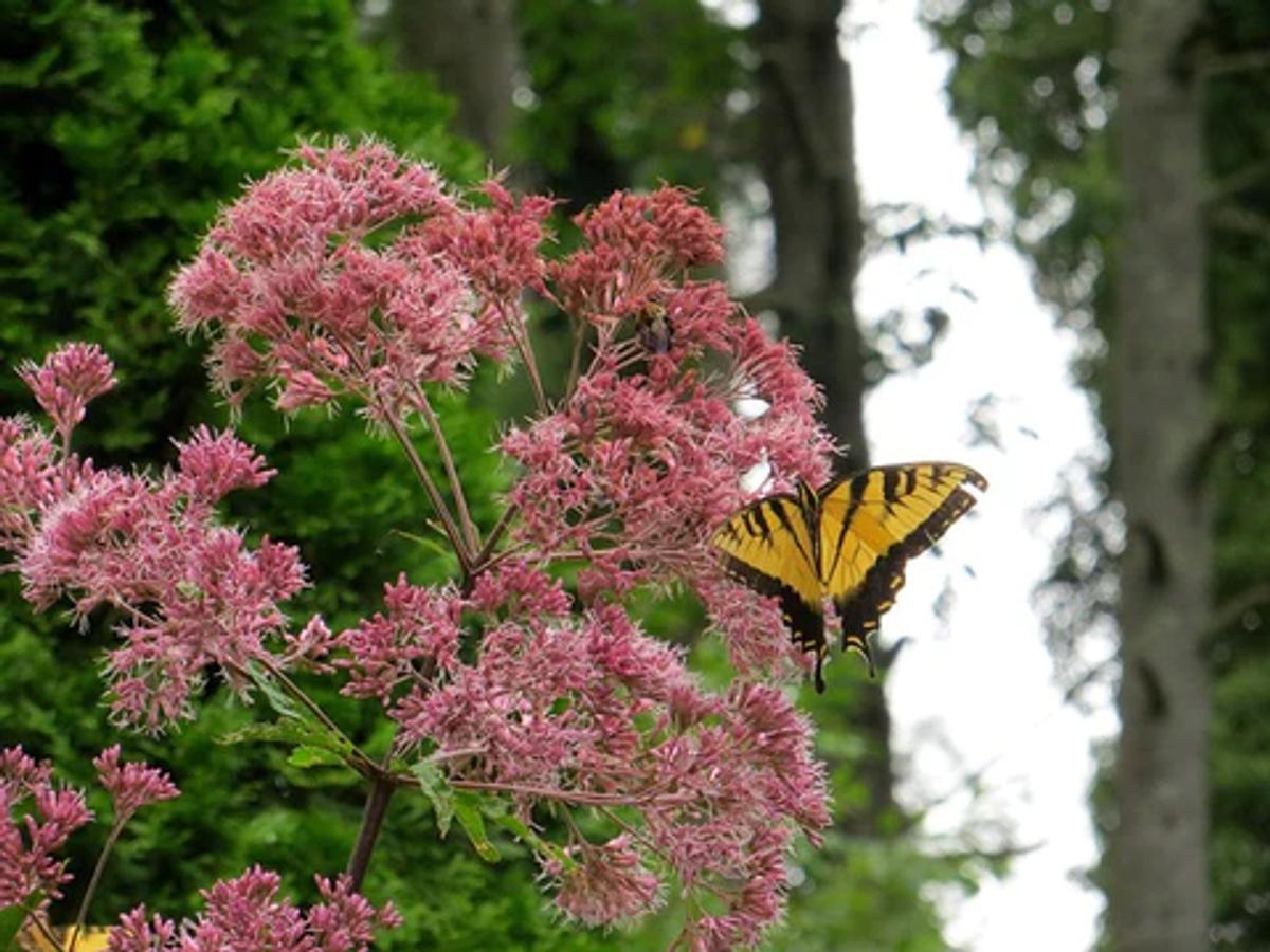 Yellow Tiger Swallowtail butterfly on pink Joy Pye Weed flowers