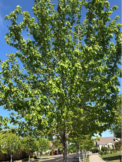 Close-up of Red Maple