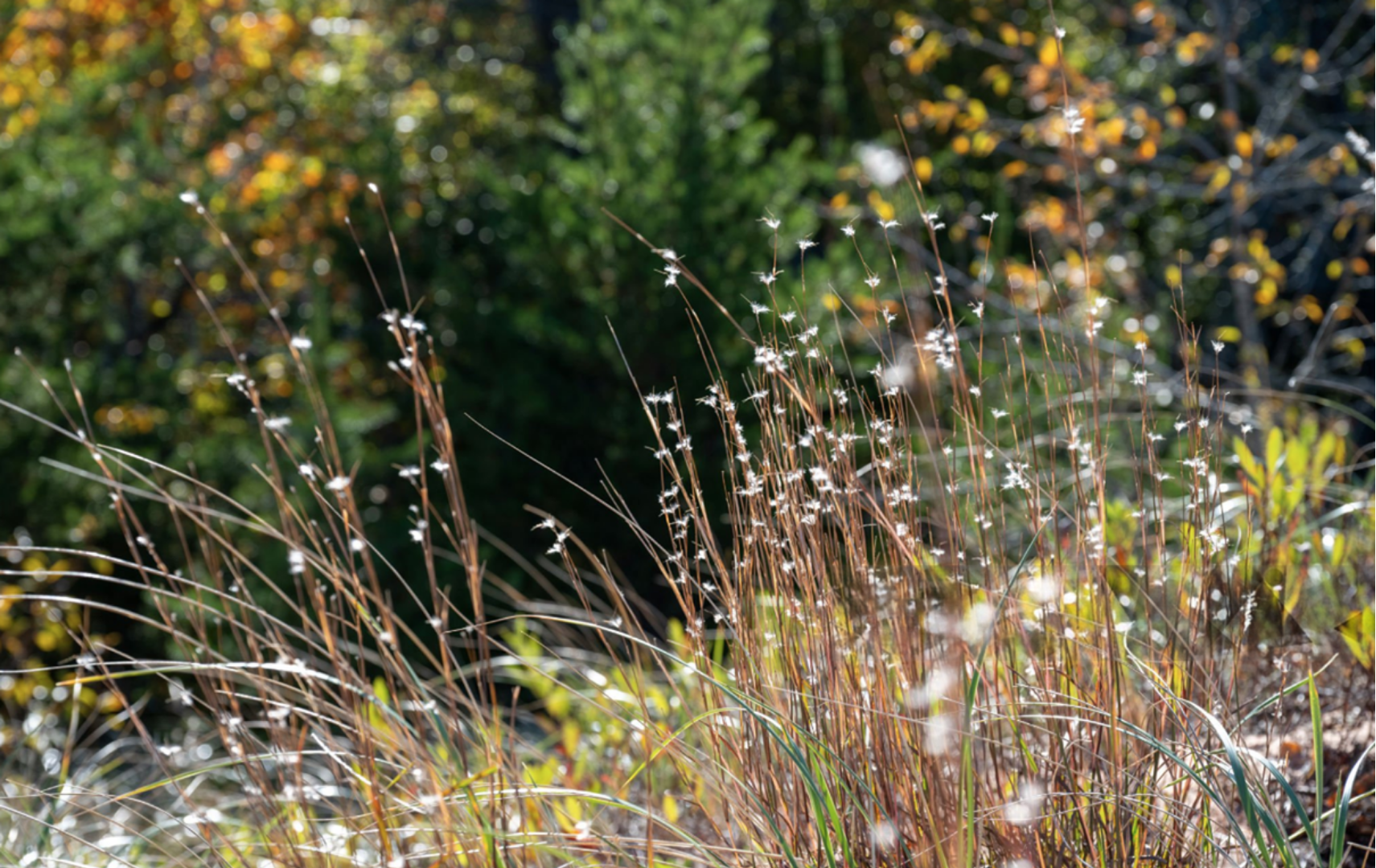 Little Bluestemadding texture and fall color to a Texas native garden.