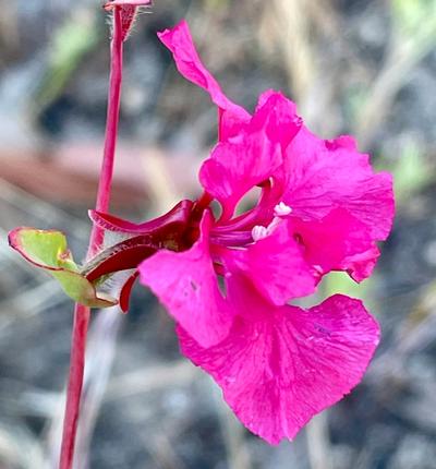 Close-up of Clarkia