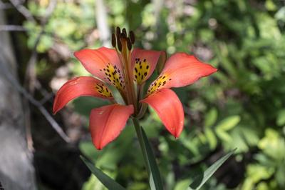 Close-up of Wood Lily