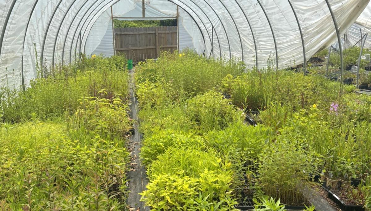 Rows of plant trays at a garden center