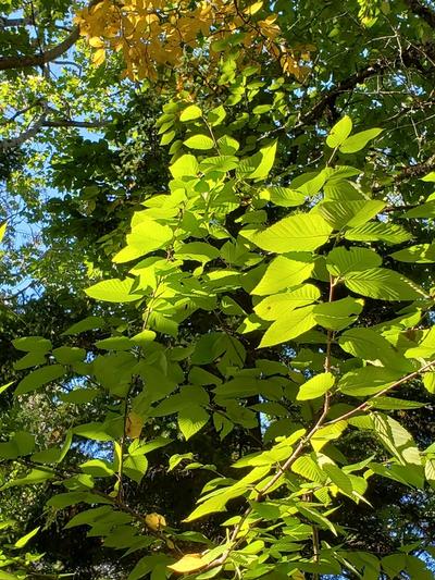 Close-up of Yellow Birch