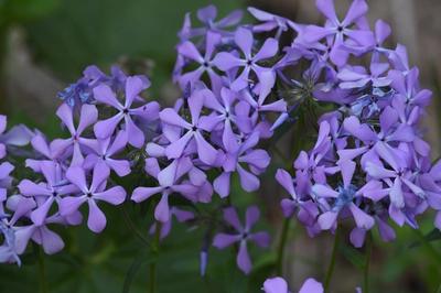 Close-up of Wild Blue Phlox