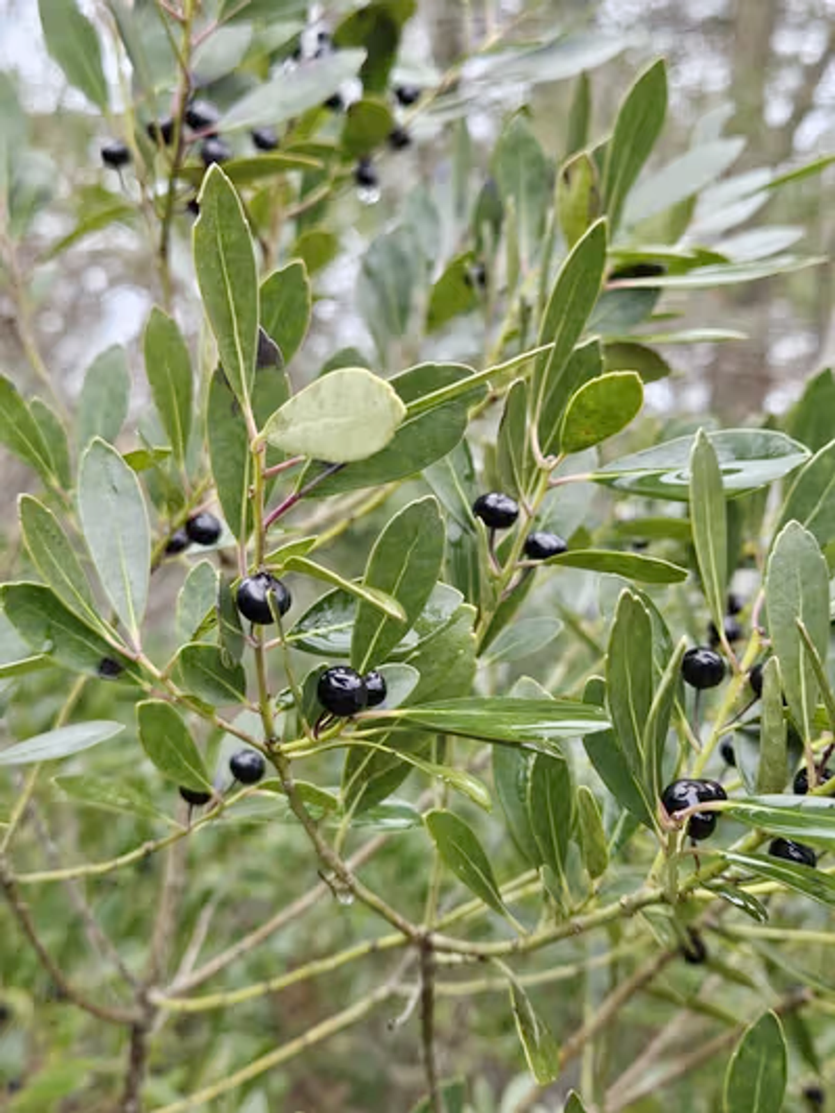 inkberry holly shrub with berries