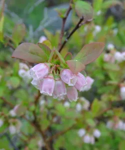 Close-up of Lowbush Blueberry