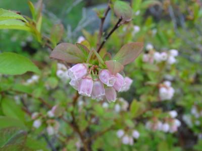 Close-up of Lowbush Blueberry