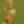 Close-up of Plains Oval Sedge