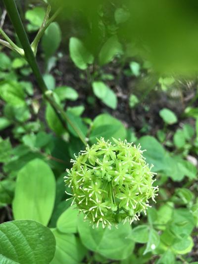 Close-up of Common Carrion Flower