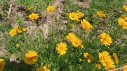 Lanceleaf Coreopsis in open field
