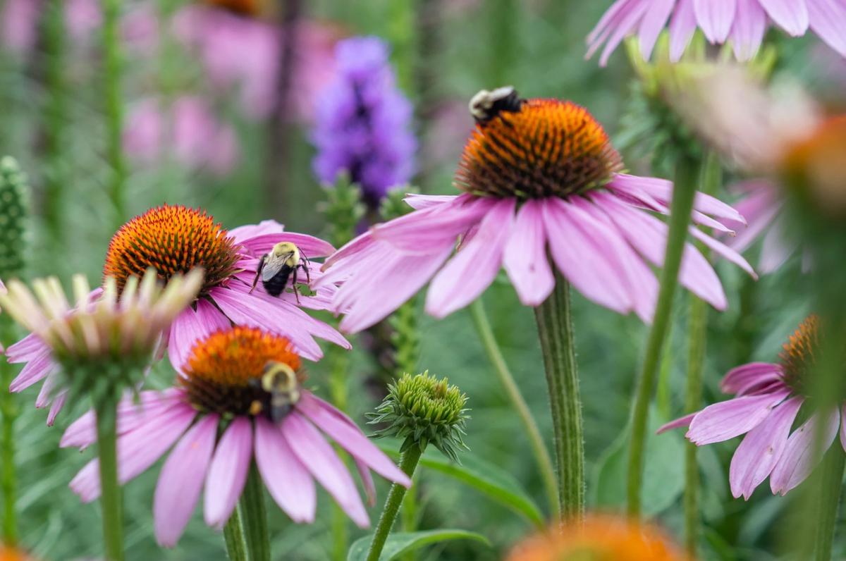 Bees on Coneflowers