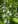 Close-up of Great Blue Lobelia