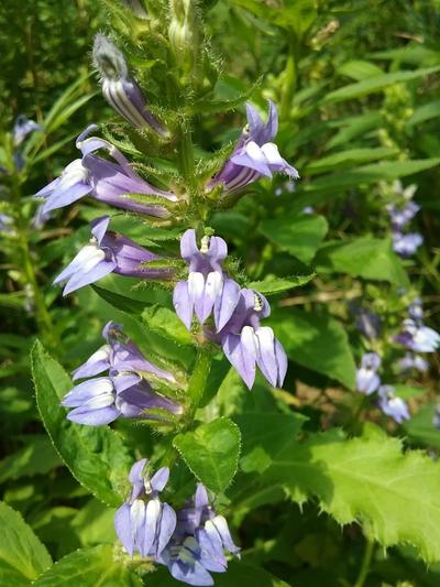 Close-up of Great Blue Lobelia