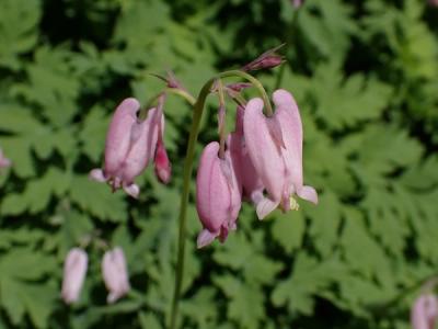 Close-up of Pacific Bleeding Heart