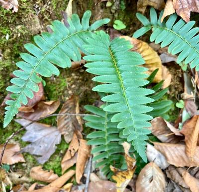 Close-up of Christmas Fern