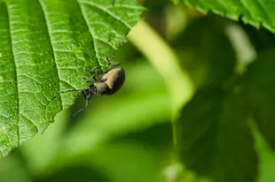 Closeup shot of Otiorrhynchus ligustici bug on a green leaf.