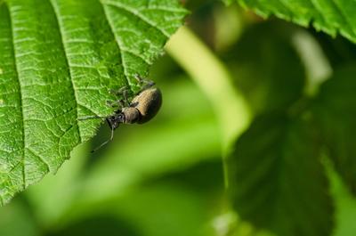 Closeup shot of Otiorrhynchus ligustici bug on a green leaf.