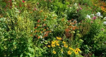 a variety of flowers in a meadow