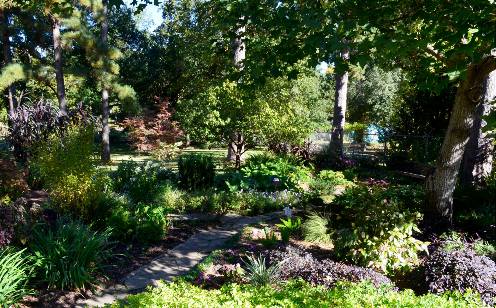 Texas native plants for shade growing beneath mature trees in a layered garden.