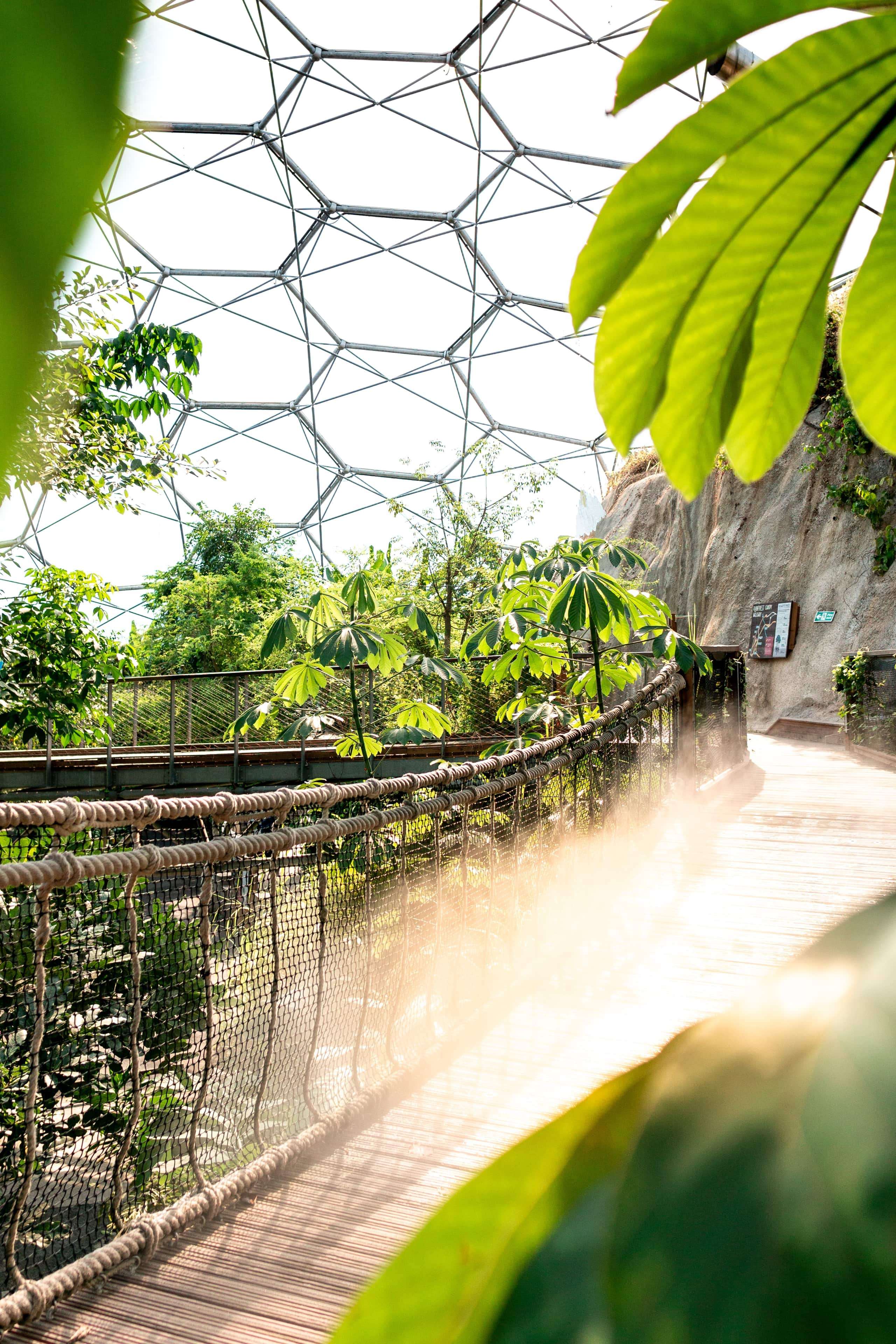 Plants and bridge inside Eden project greenhouse