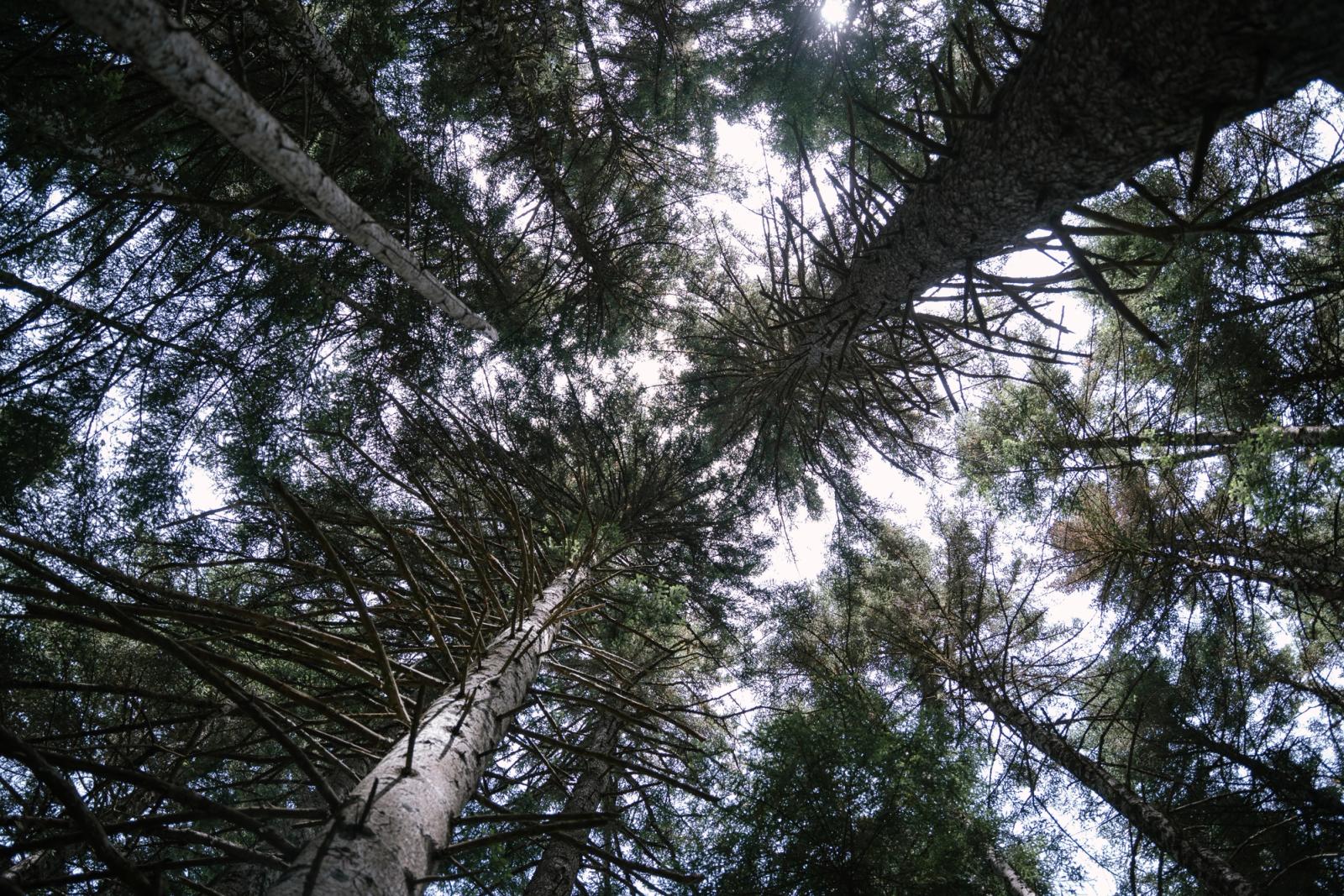 Bosc del Gerdar