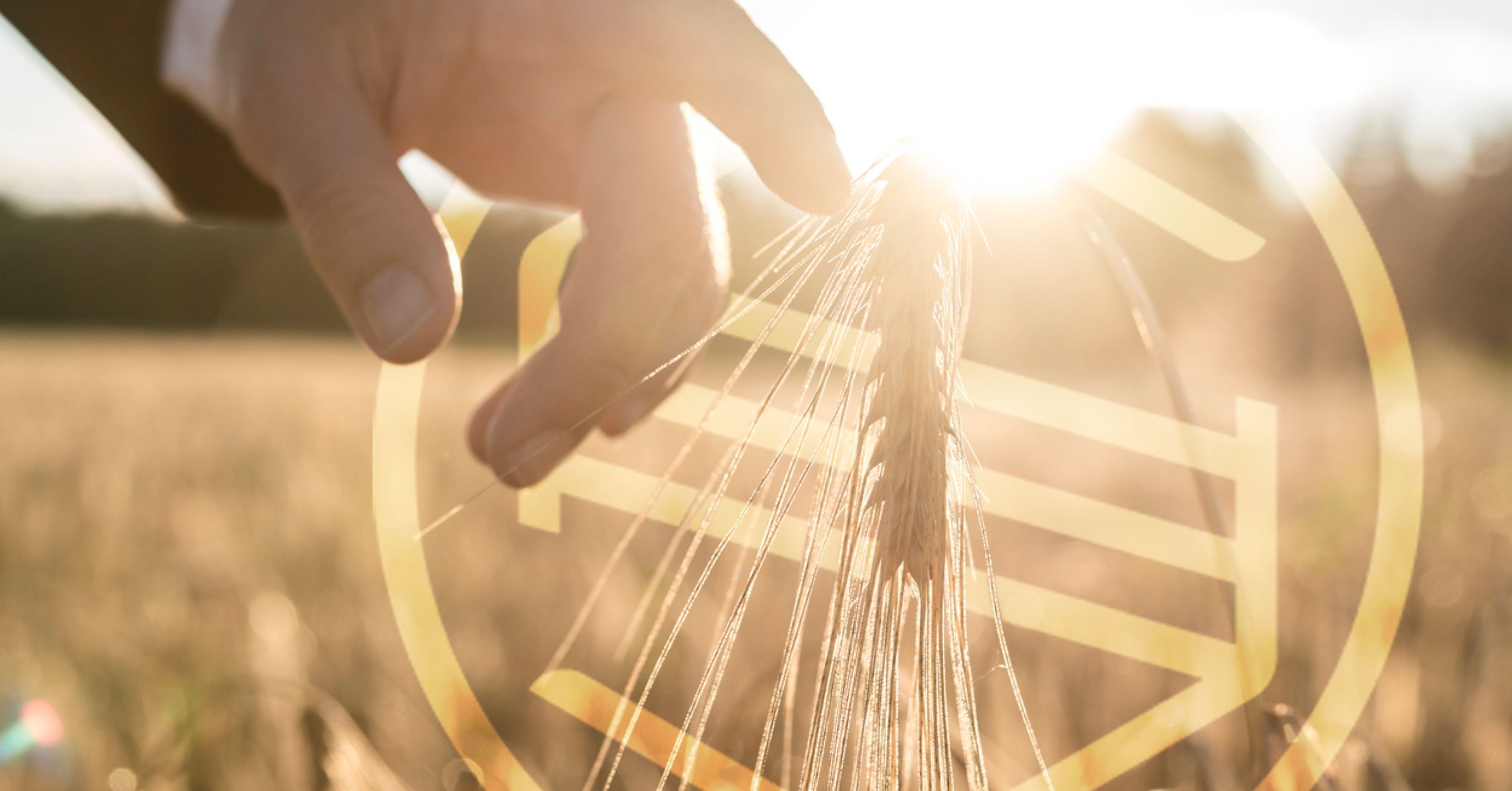 A hand watering a wheat field in sunlight with the Sakeliga emblem